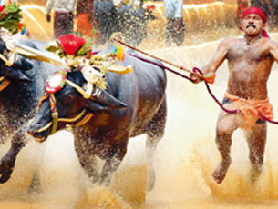 kambala